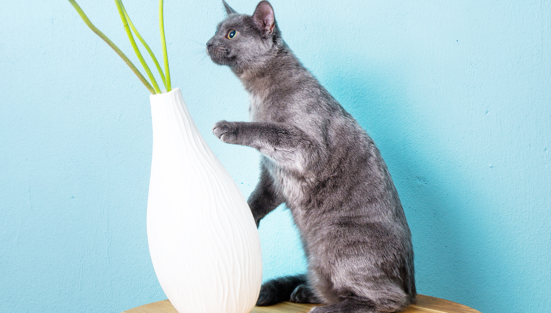 cat knocking over vase