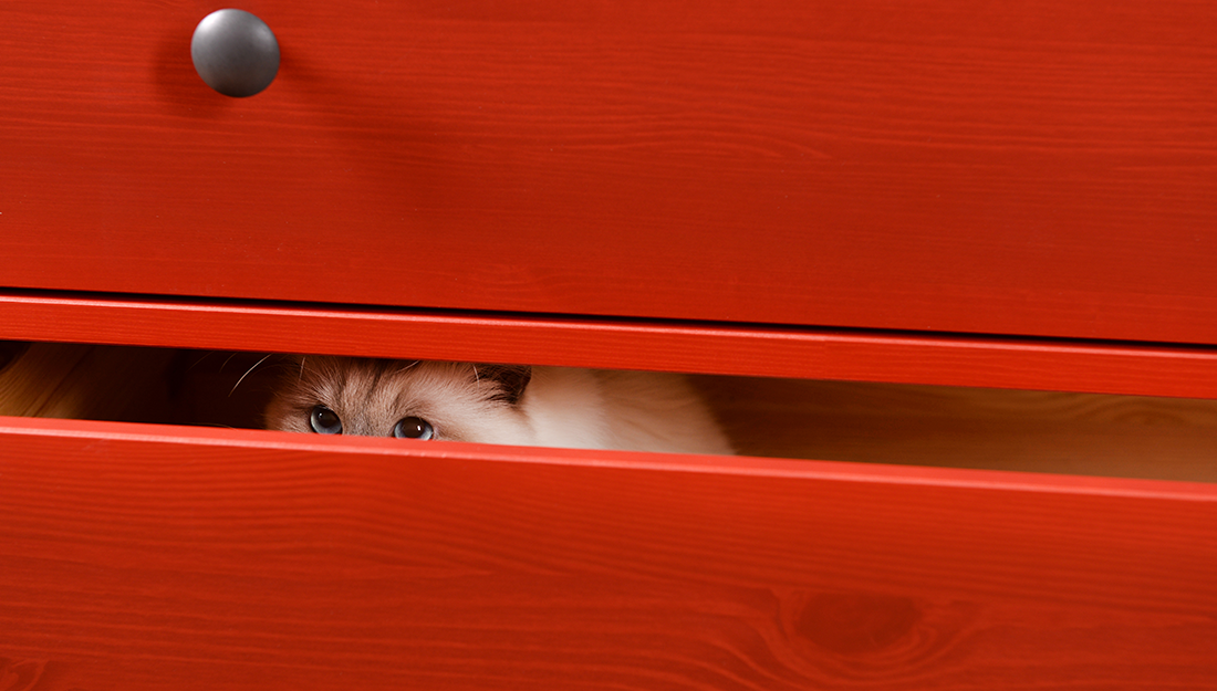 cat hiding in drawer