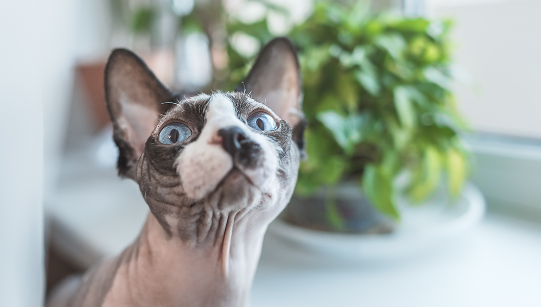 cat near plants