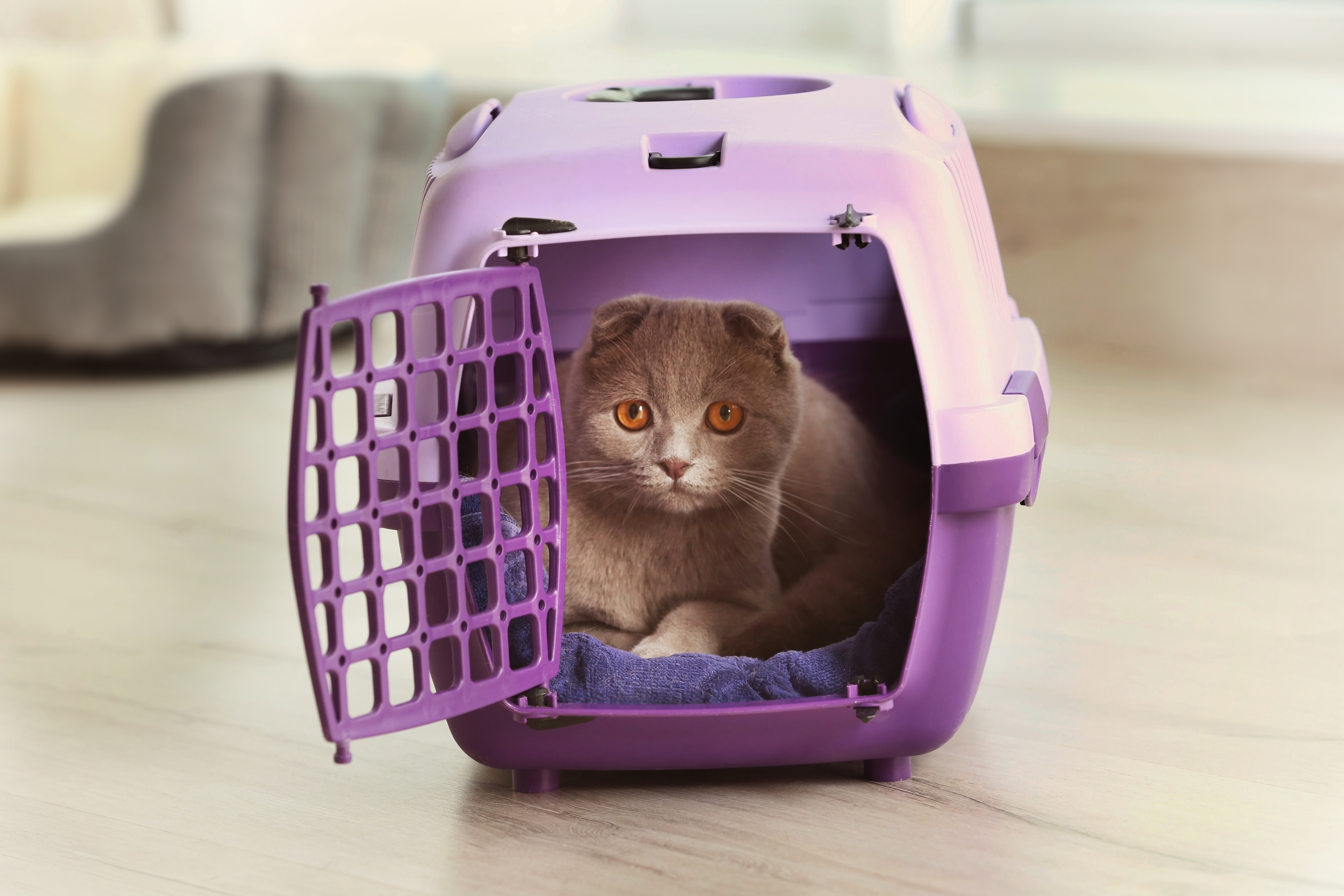 cat in carrier