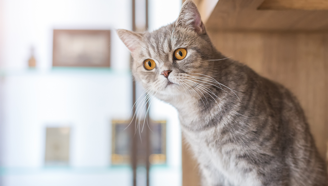 cat looking curious