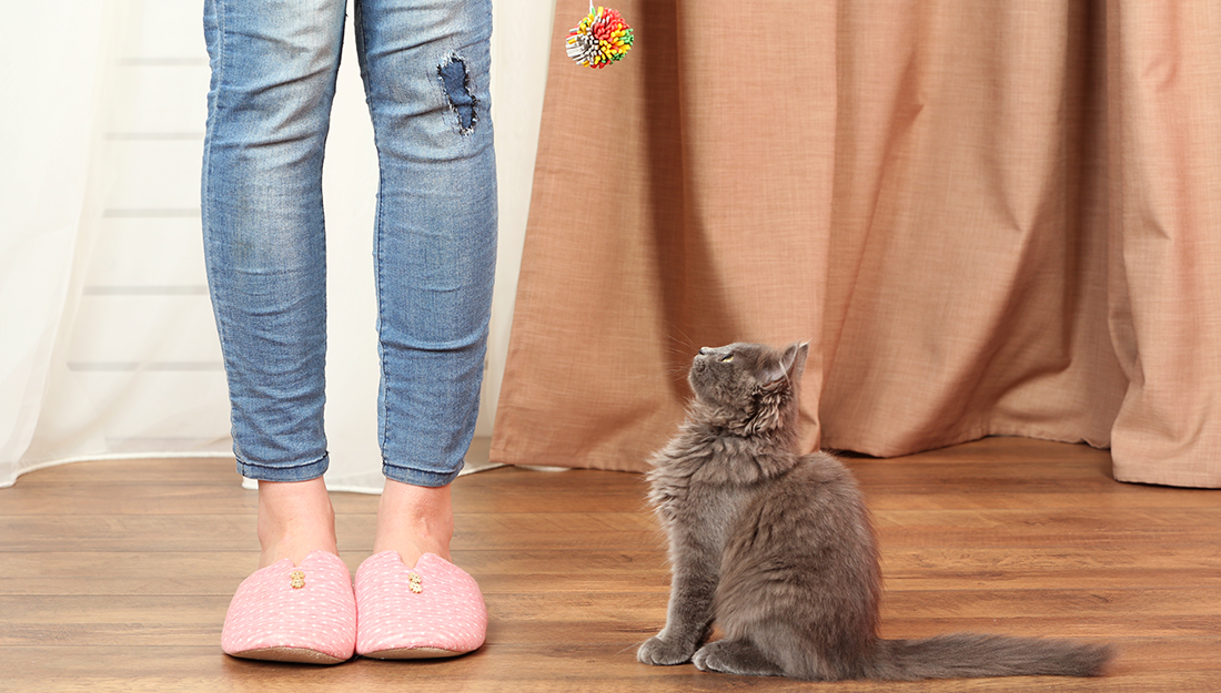 cat and parent playing with toy