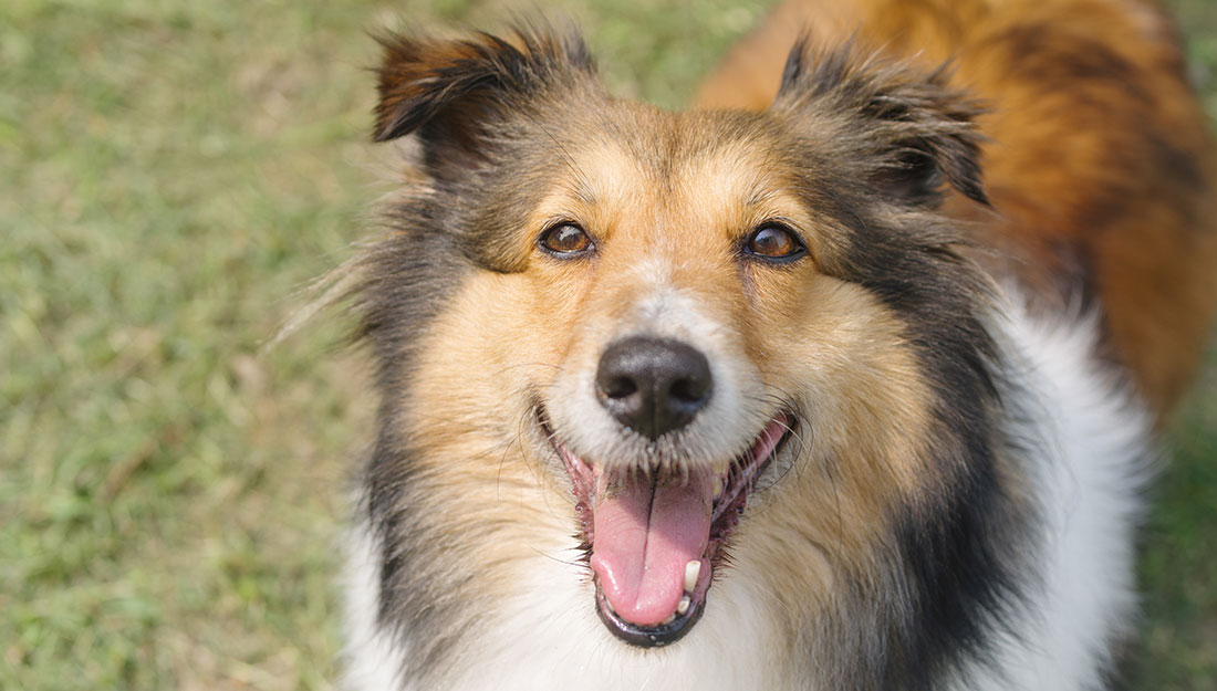 happy dog body langauge