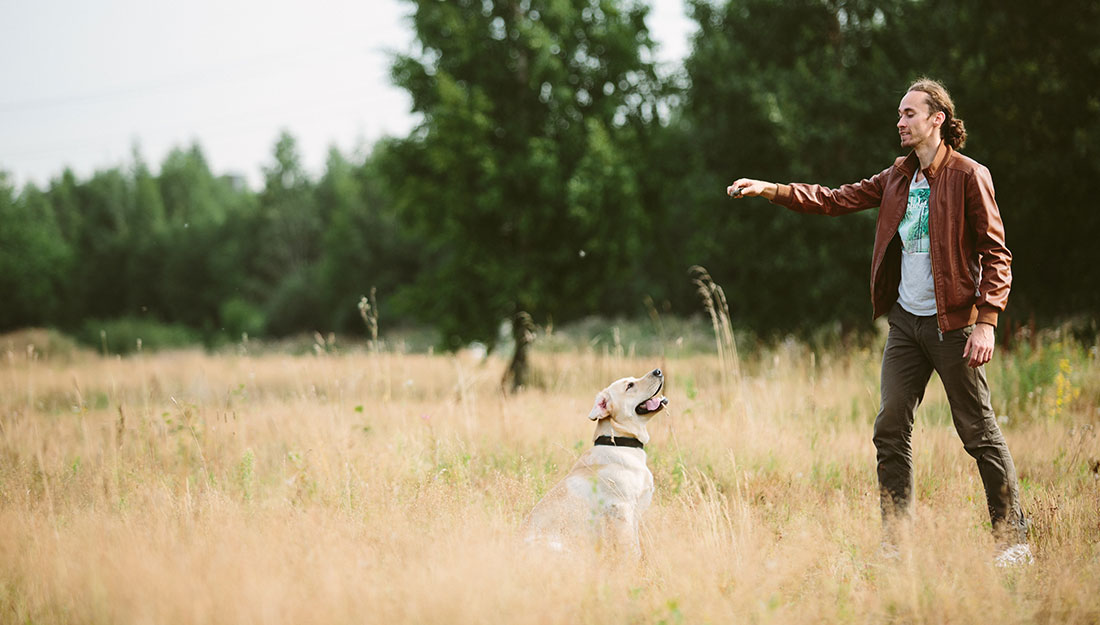 dog training outdoors