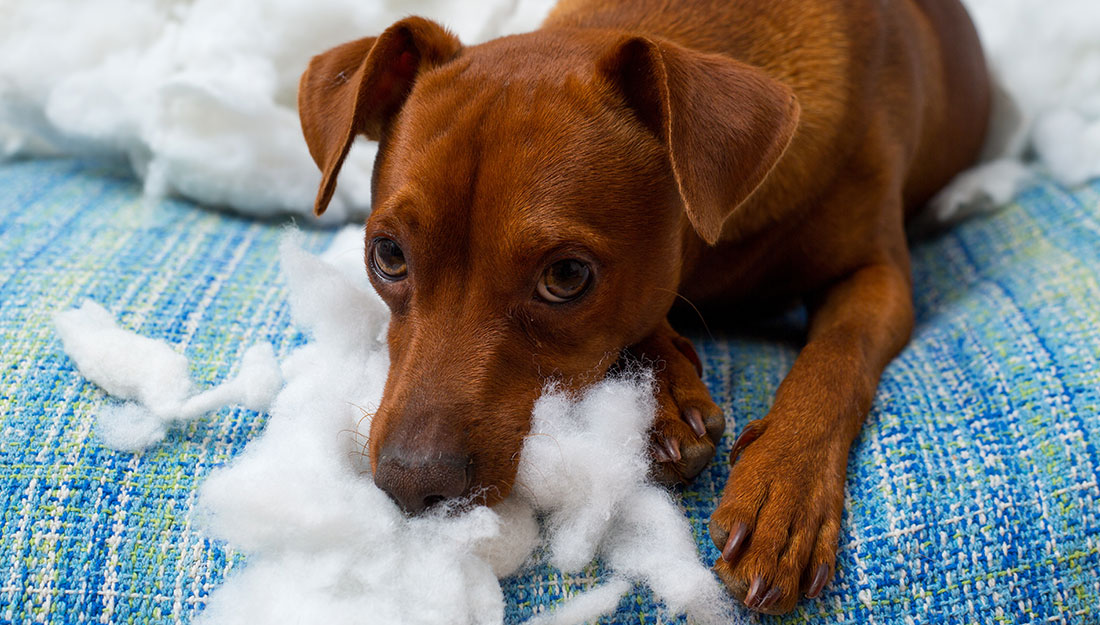 dogs need rules for behavior