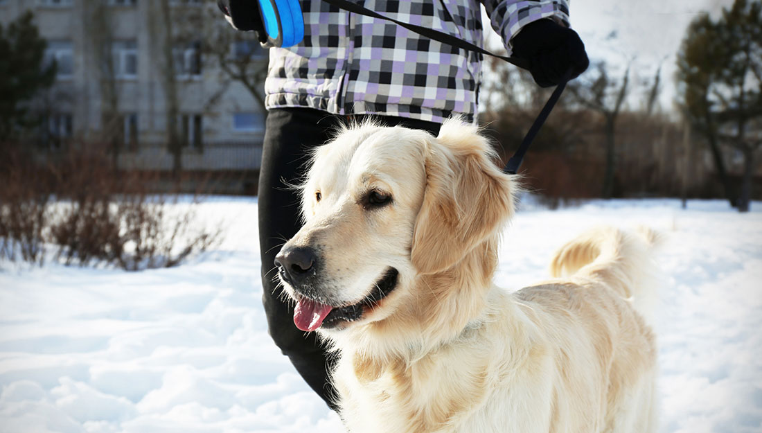 socializing a dog with a walk