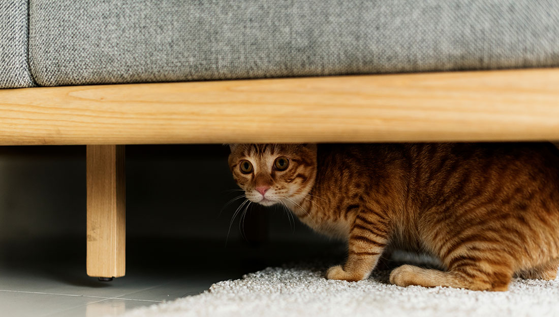 cat hiding under couch looking scared