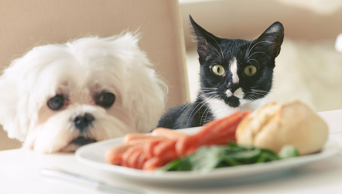 dog and cat looking at plate of food