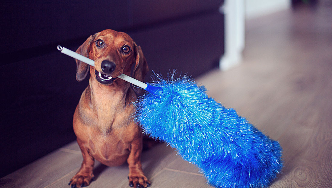 dog with household duster