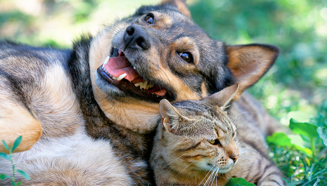 dog and cat in yard