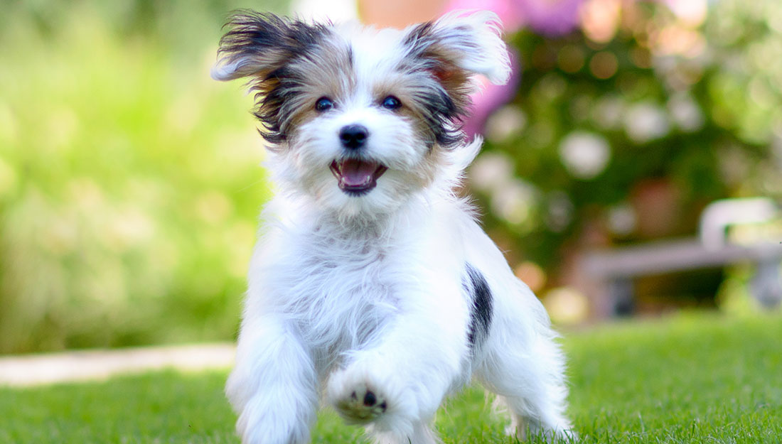 un chien profitant d'un espace vert acceptant les animaux domestiques