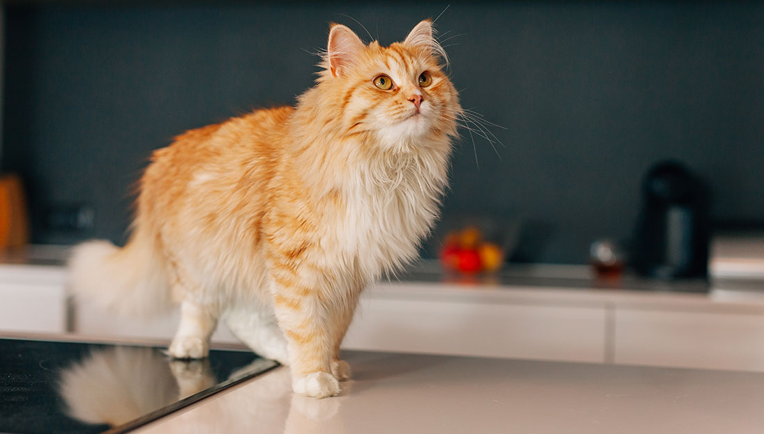 cat in kitchen