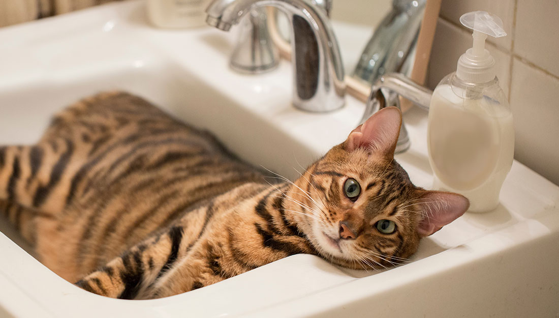 chat dans le lavabo de la salle de bain