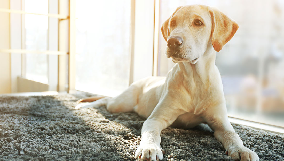 concerned dog