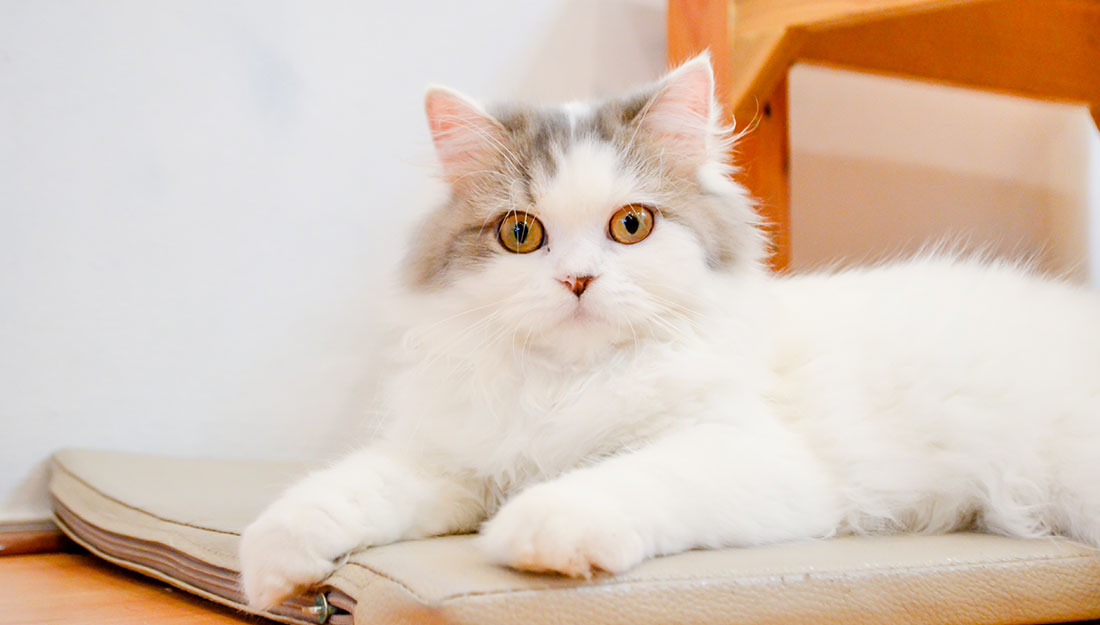 surprised cat