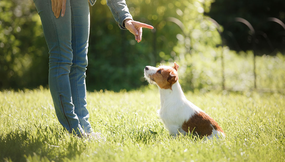 dog training