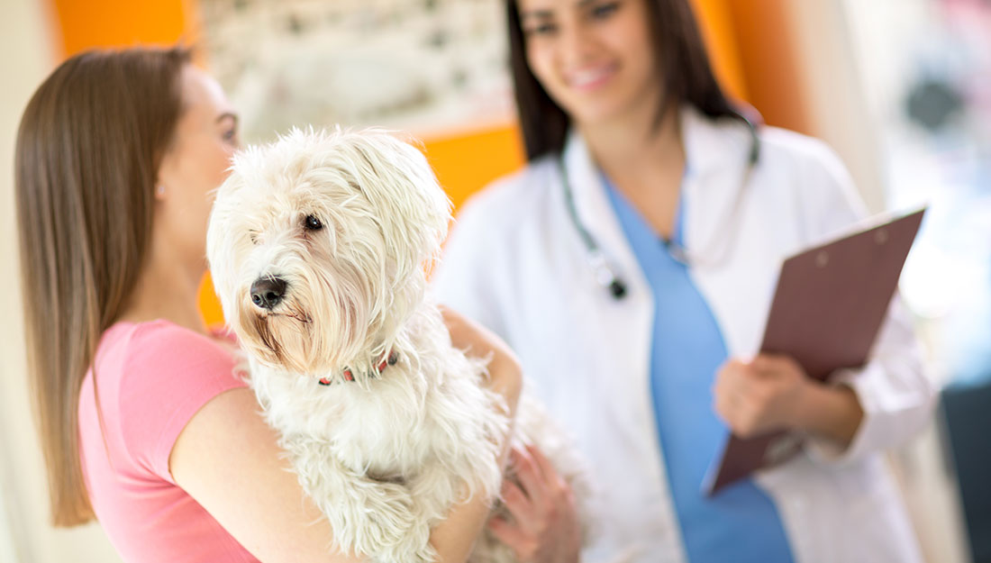 visiting vet with dog