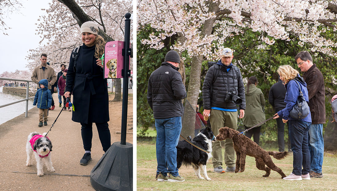 Animaux de compagnie au Festival national des fleurs de cerisier