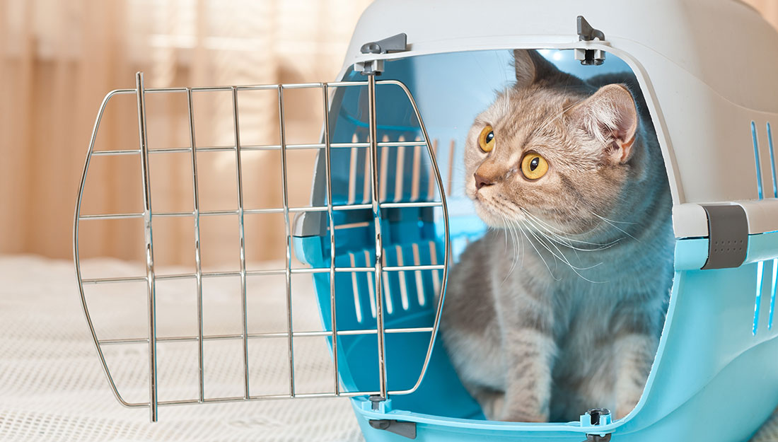 Disaster Preparedness: Cat in crate