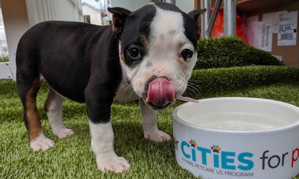 Chiot buvant dans un bol d'eau