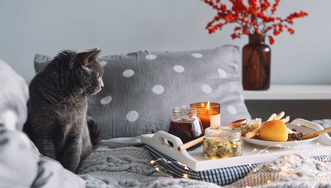 cat sitting near lit candle