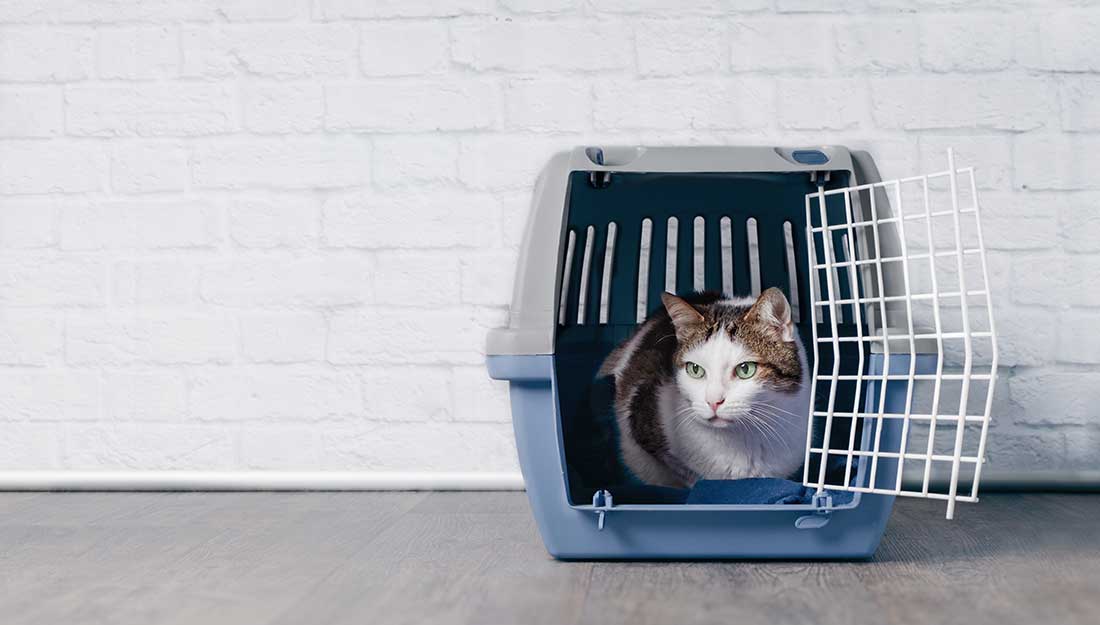 cat sitting in crate