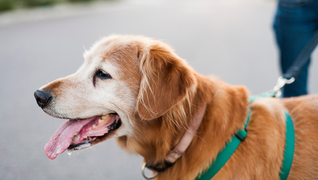 un chien heureux dehors un jour d'été