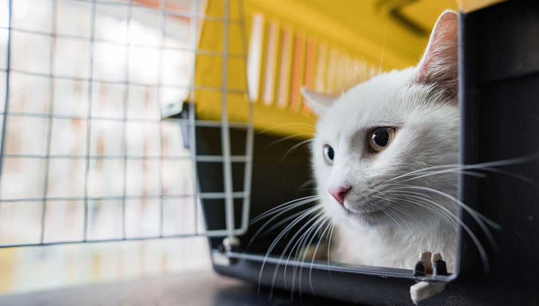 cat in her carrier