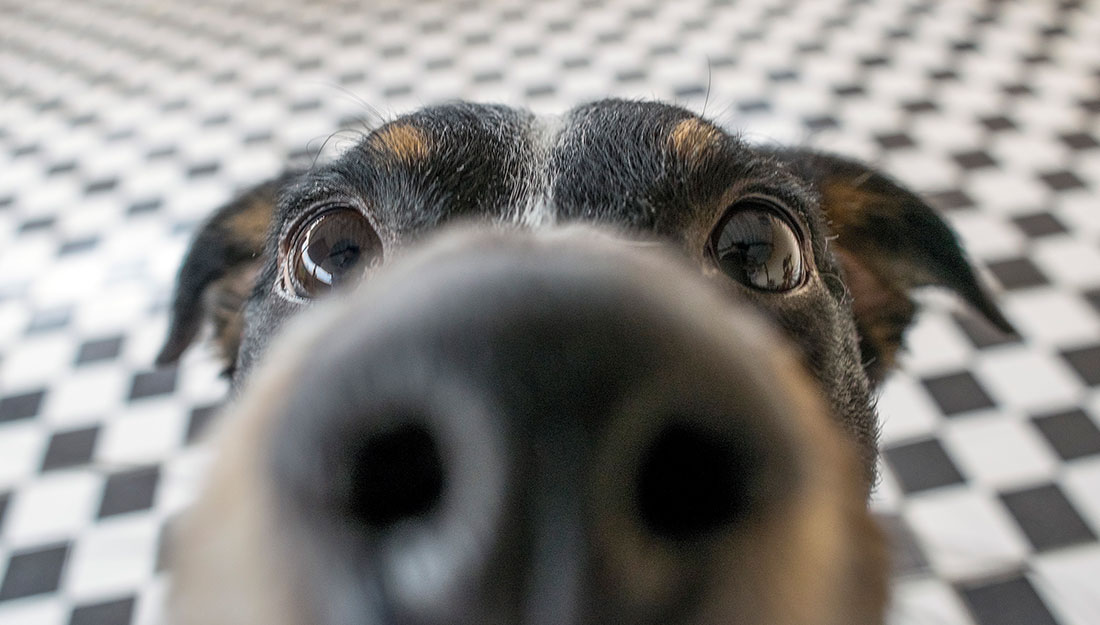 a cute dog saying hello