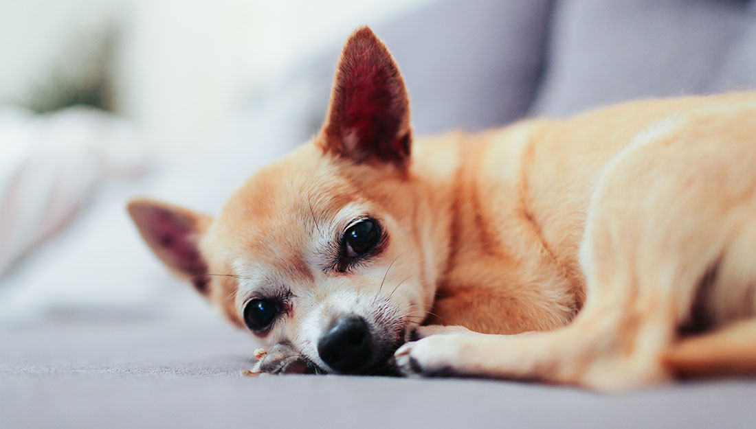 Petit chien qui fait la sieste