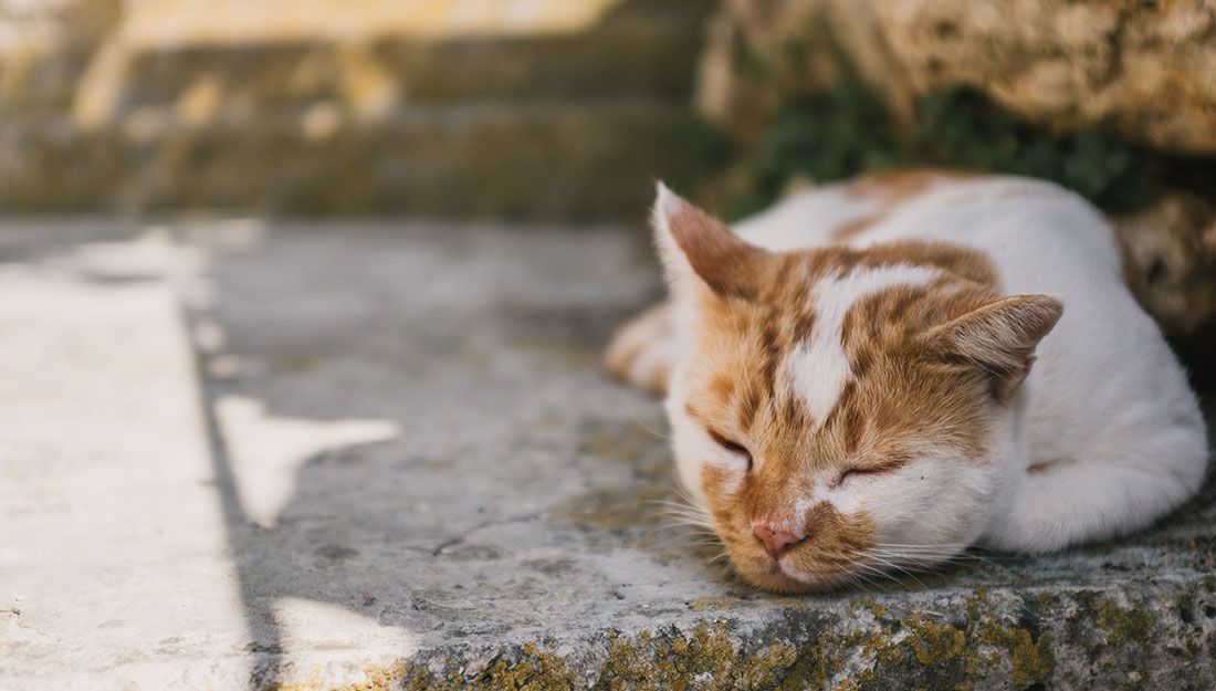 un chat qui dort