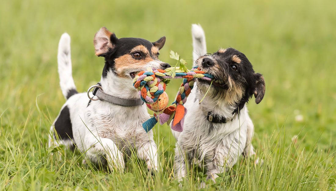 dogs playing together at the park