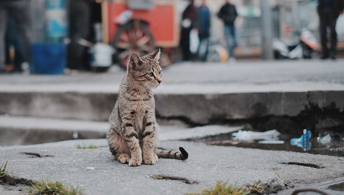 Un chat perdu dans la ville