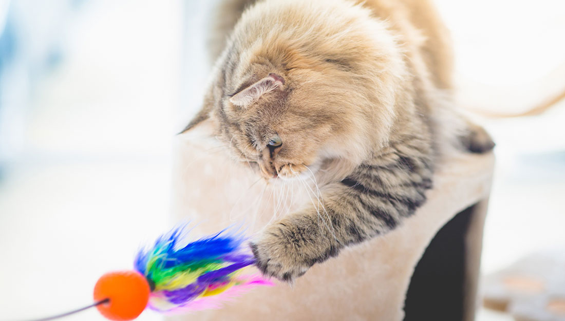 exercising a cat with a toy