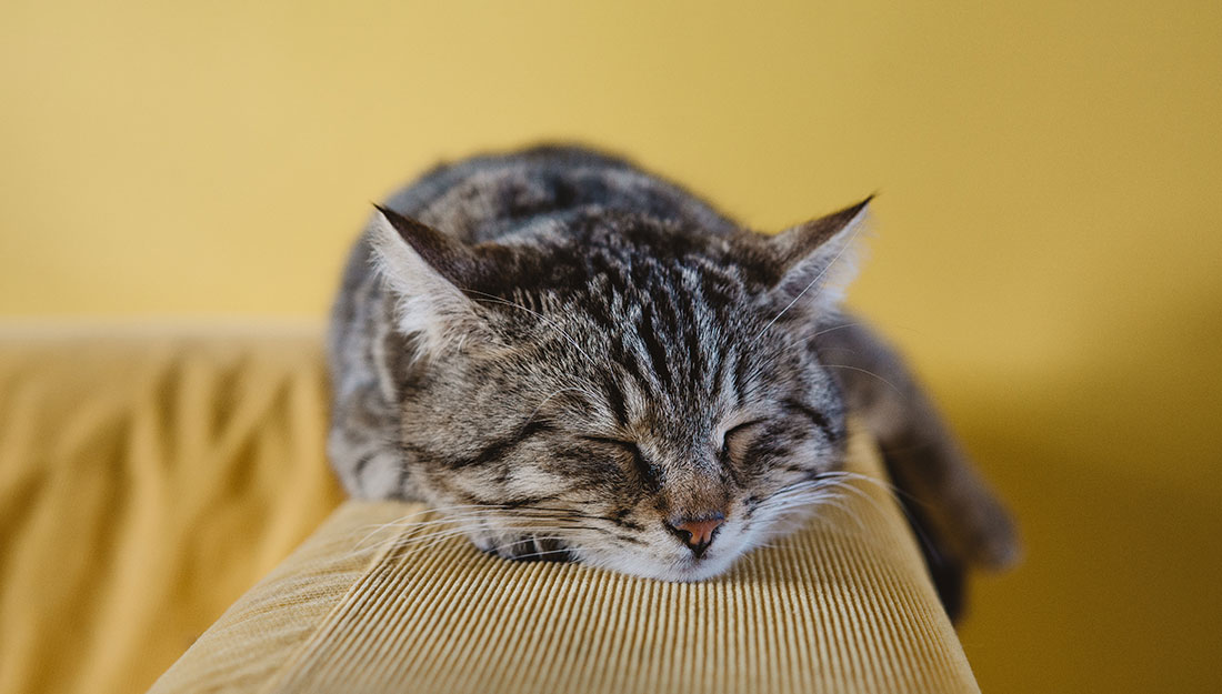 Un chat heureux à la maison
