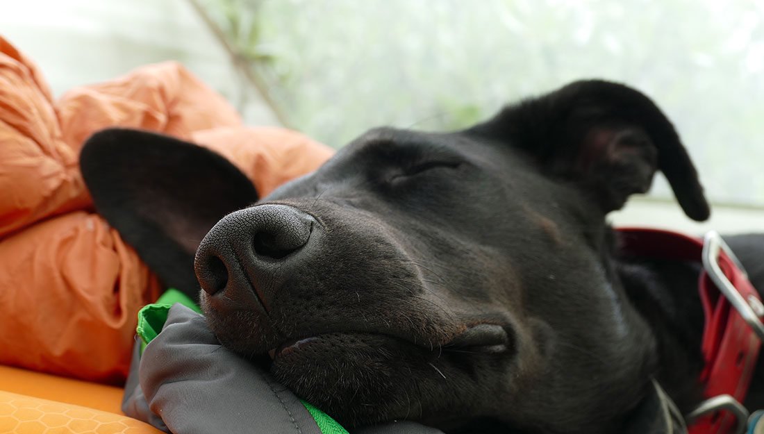 Un chien endormi heureux