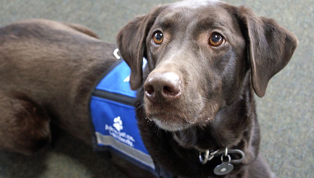 service dog