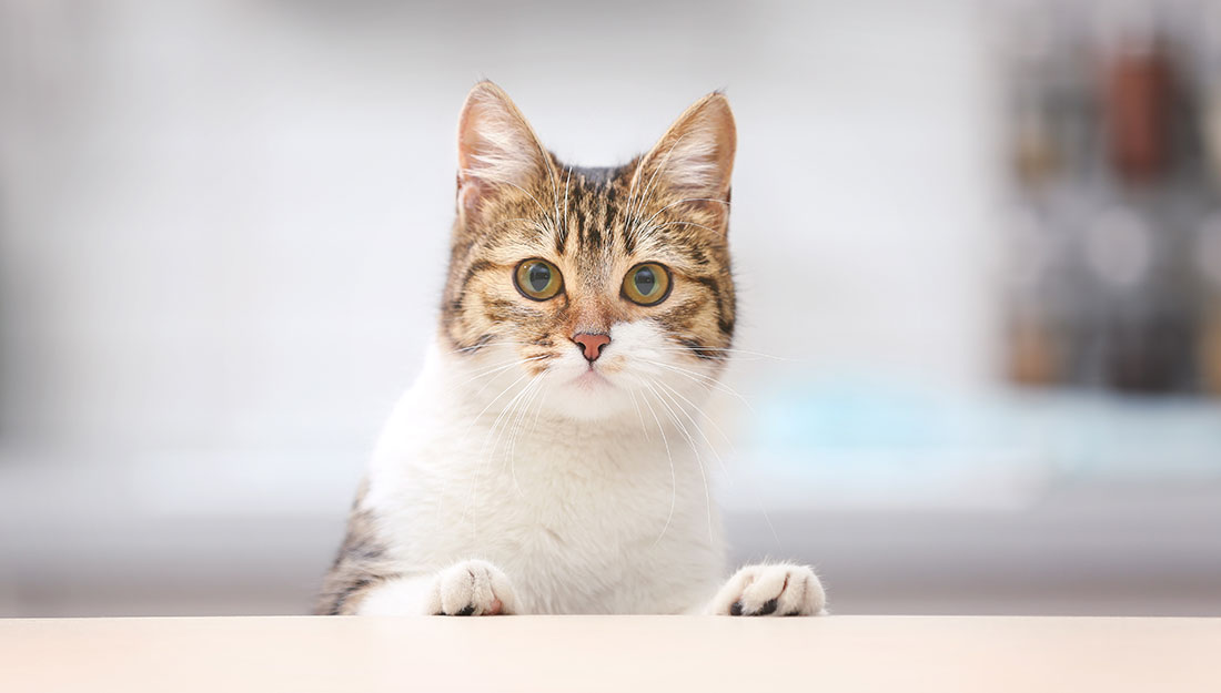 Chat mendiant de la nourriture à table