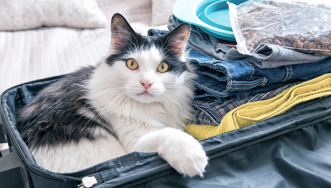 chat dans une valise