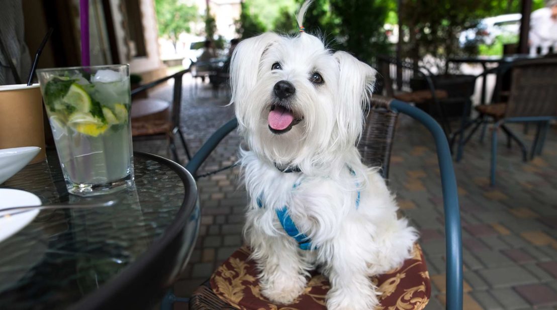 petit chien au café