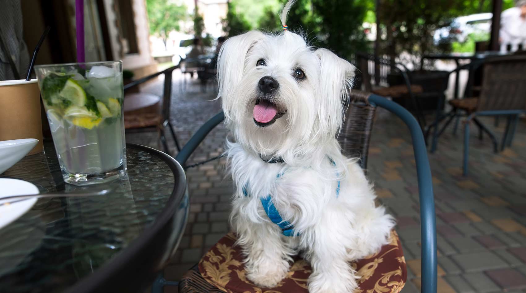 Dog in a cafe
