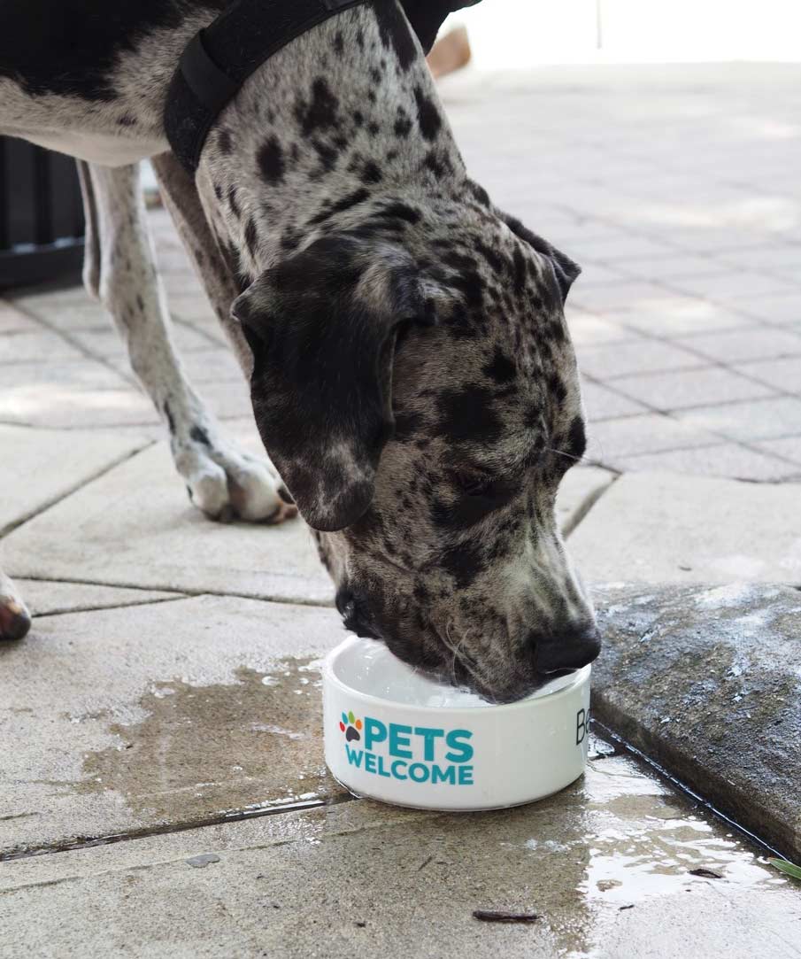 dog drinking water out of "pets welcome" bowl