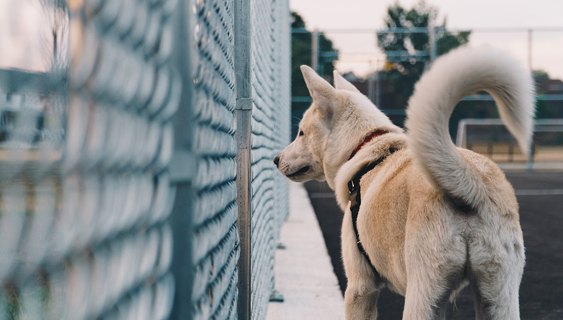 chien regardant à travers une clôture