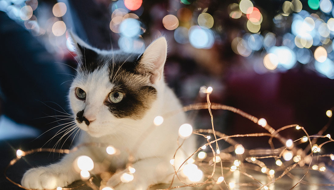 chat sous l'arbre de vacances