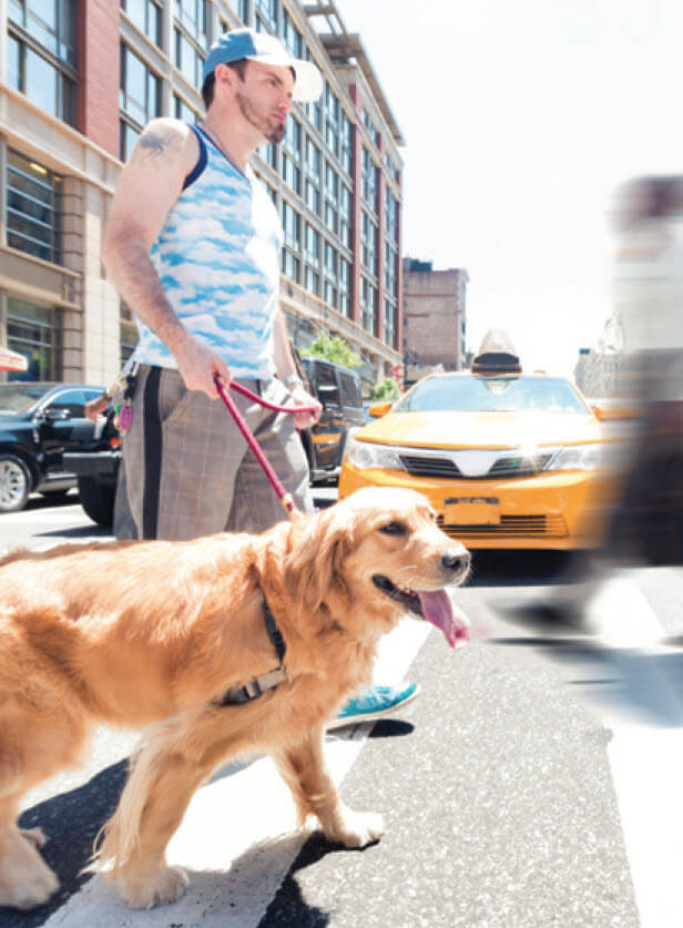 pet friendly city|Playbook for Pet-Friendly Cities