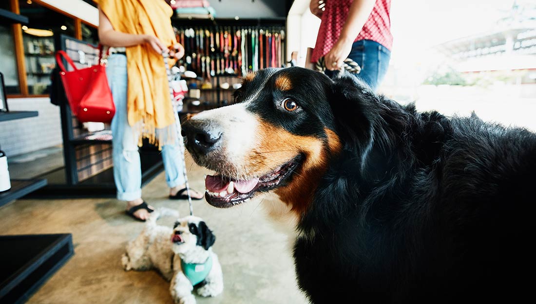 les chiens se tiennent dans un magasin avec leurs propriétaires