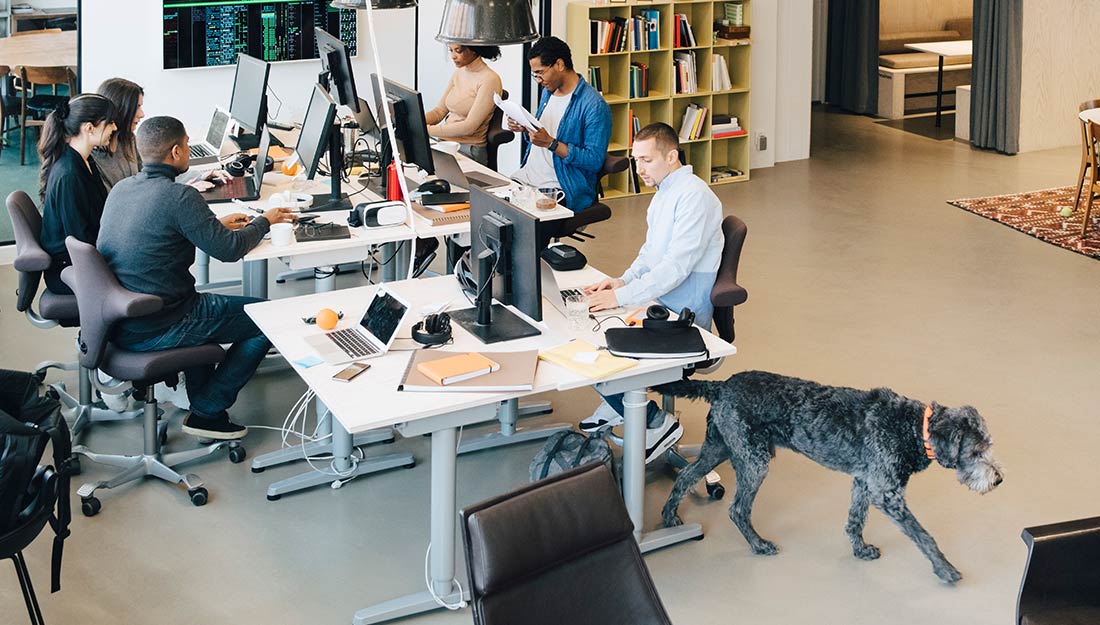 a large grey dogs walks through a busy office space