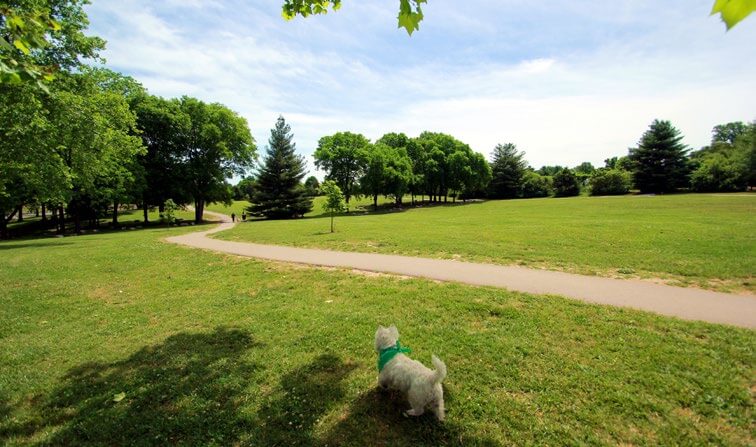 happy dog at park