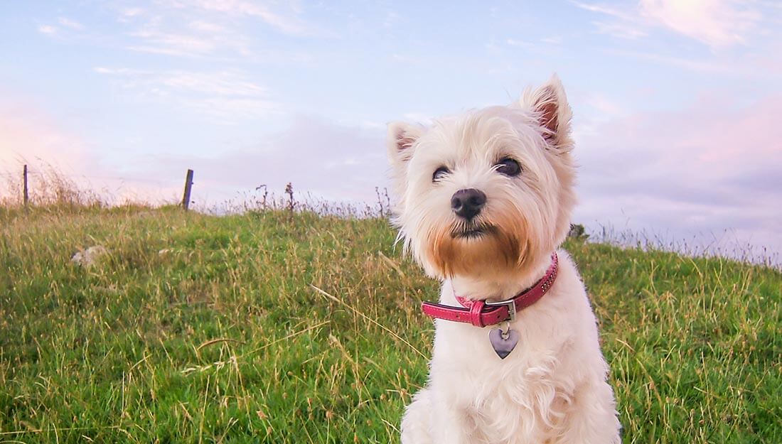 Chien blanc portant une étiquette d'identification