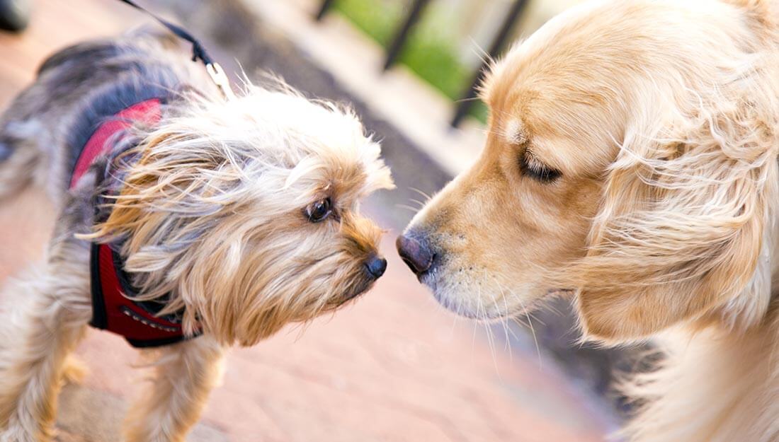 Rencontre de grands et petits chiens dans un parc